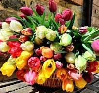 Variétés de Tulipes – Très Vert Bulbes à Fleurs
